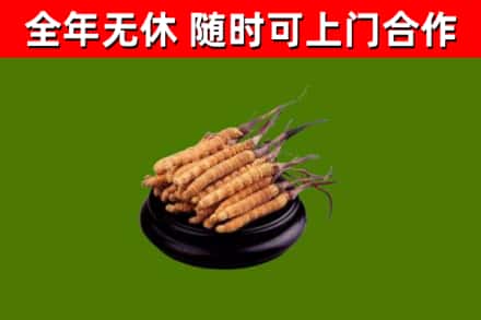武山县回收冬虫夏草