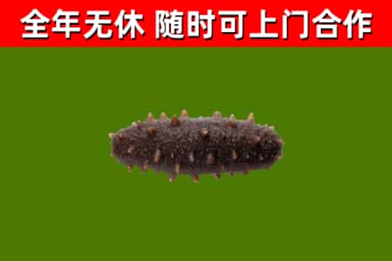 武山县回收海参干